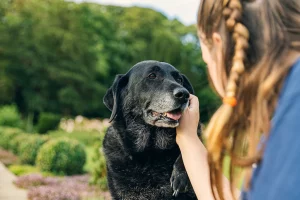 Understanding pet hospice services